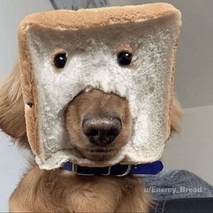 Meet your Posher, Ben